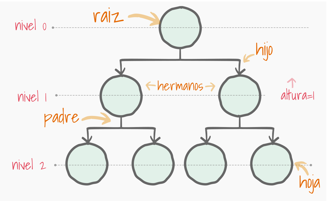 Imagen 35. Anatomía y terminología de un Árbol